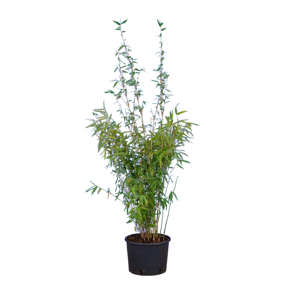Bambus Jiuzhaighou (Fargesia murieliae 'Jiuzhaighou') | 80-100 cm im Topf