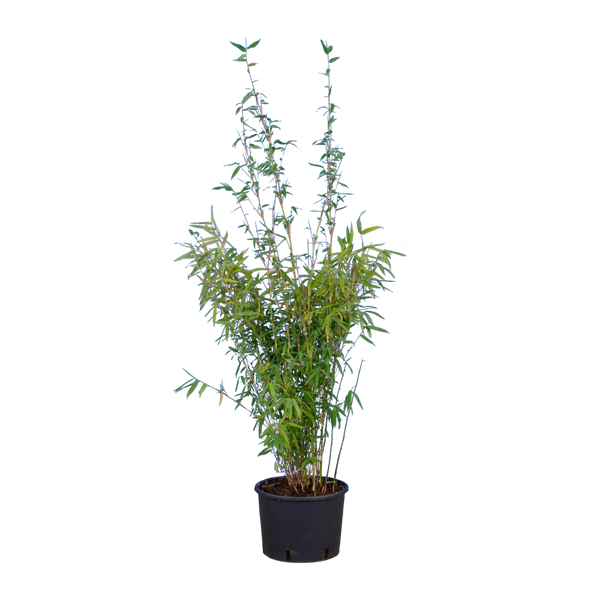 Bambus Jiuzhaighou (Fargesia murieliae 'Jiuzhaighou') | 80-100 cm im Topf