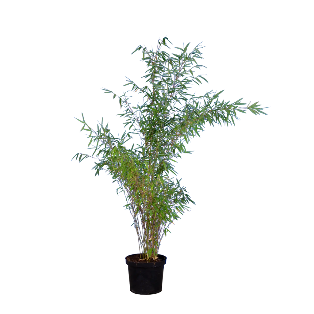 Bambus Jumbo (Fargesia murieliae 'Jumbo') | 125-150 cm im Topf