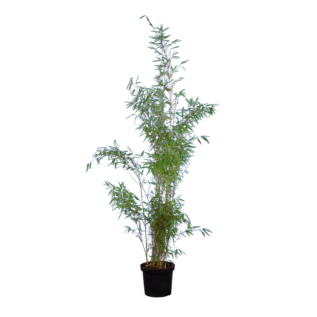 Bambus Jumbo (Fargesia murieliae 'Jumbo') | 150-175 cm im Topf