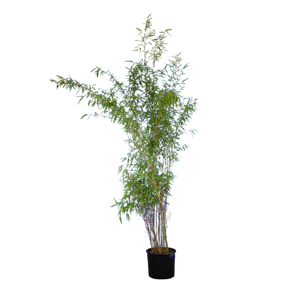 Bambus Jumbo (Fargesia murieliae 'Jumbo') | 175-200 cm im Topf