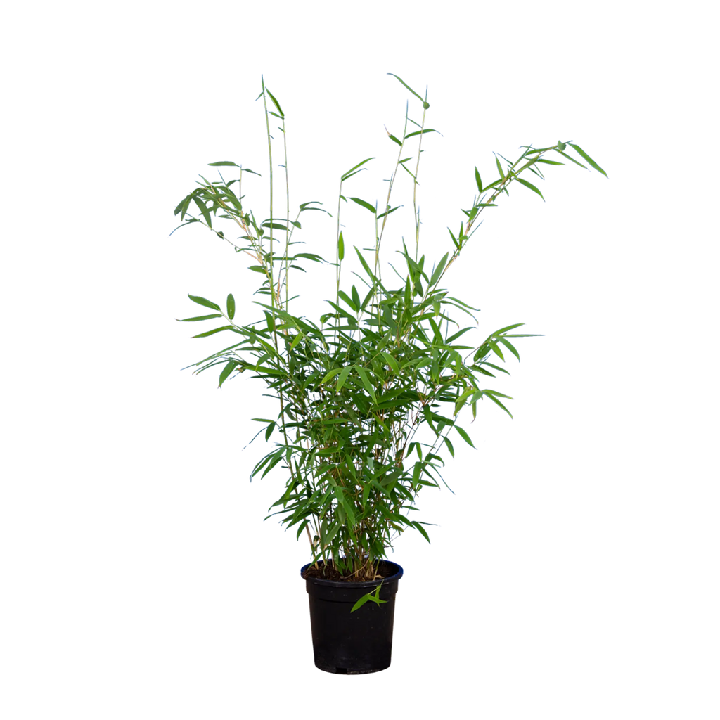 Bambus Jumbo (Fargesia murieliae 'Jumbo') | 60-80 cm im Topf