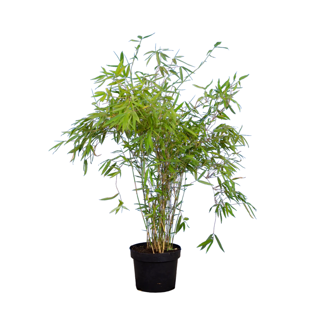 Bambus Jumbo (Fargesia murieliae 'Jumbo') | 80-100 cm im Topf