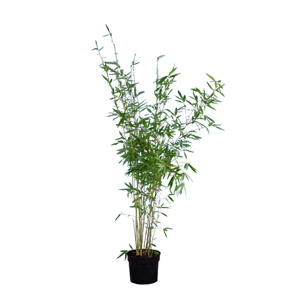 Bambus Nitida (Fargesia nitida 'Nitida') | 100-125 cm im Topf