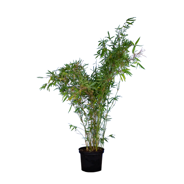 Bambus Nitida (Fargesia nitida 'Nitida') | 60-80 cm im Topf