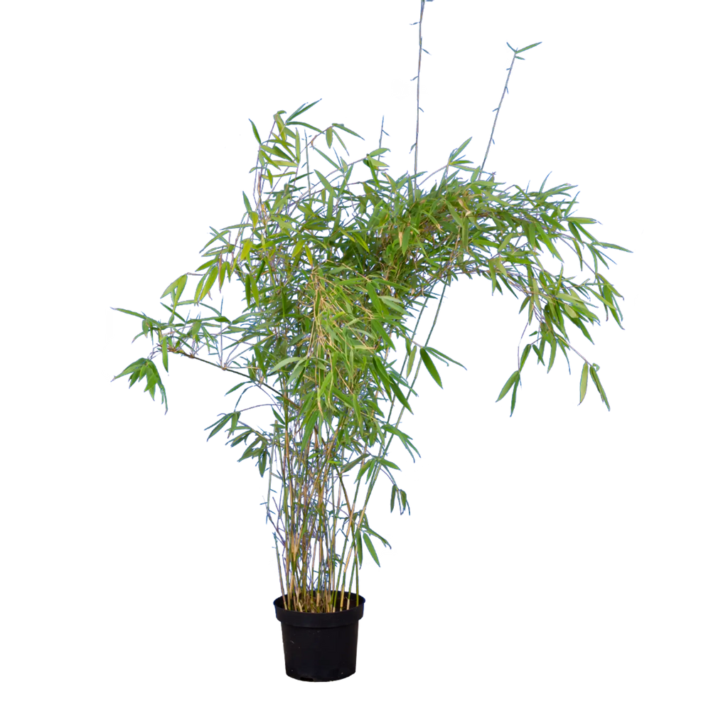 Bambus Simba (Fargesia murieliae 'Simba') | 100-125 cm im Topf
