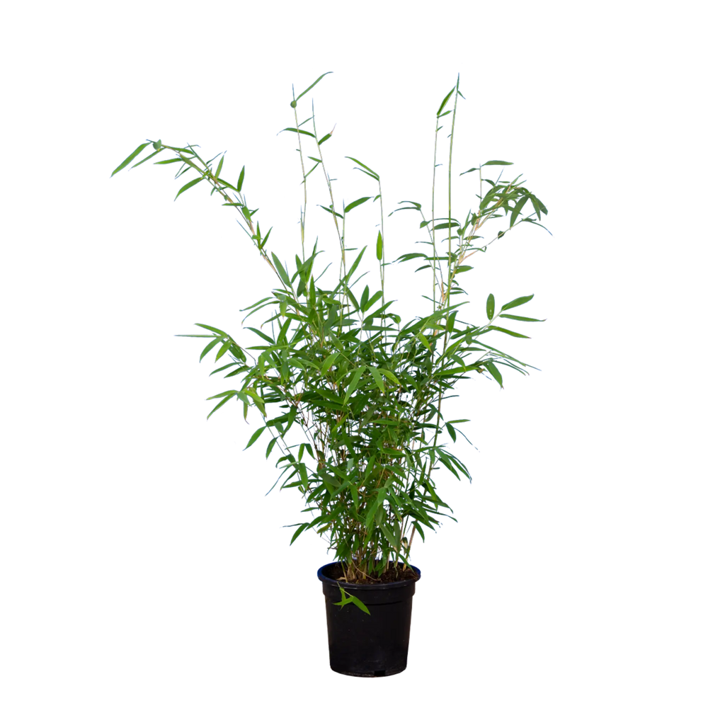 Bambus Simba (Fargesia murieliae 'Simba') | 60-80 cm im Topf
