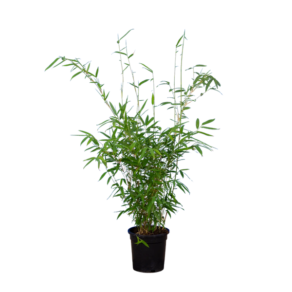 Bambus Simba (Fargesia murieliae 'Simba') | 60-80 cm im Topf