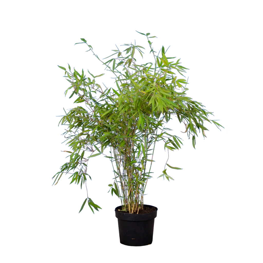 Bambus Simba (Fargesia murieliae 'Simba') | 80-100 cm im Topf