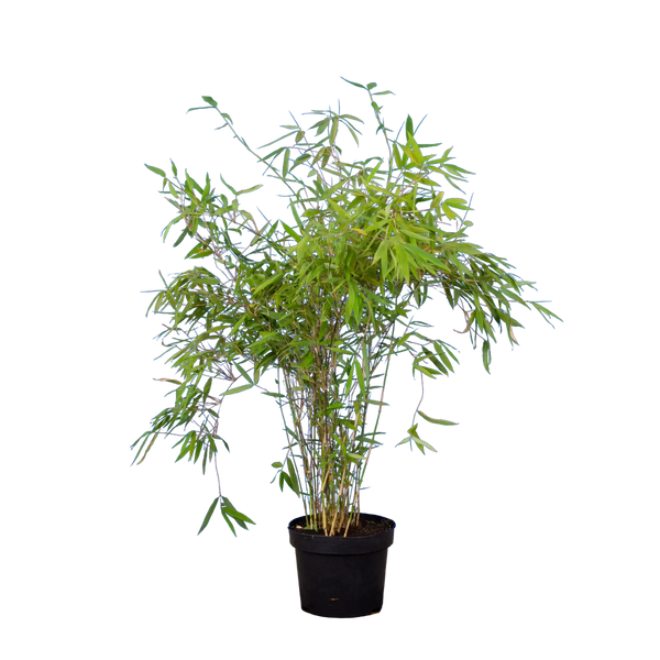 Bambus Simba (Fargesia murieliae 'Simba') | 80-100 cm im Topf