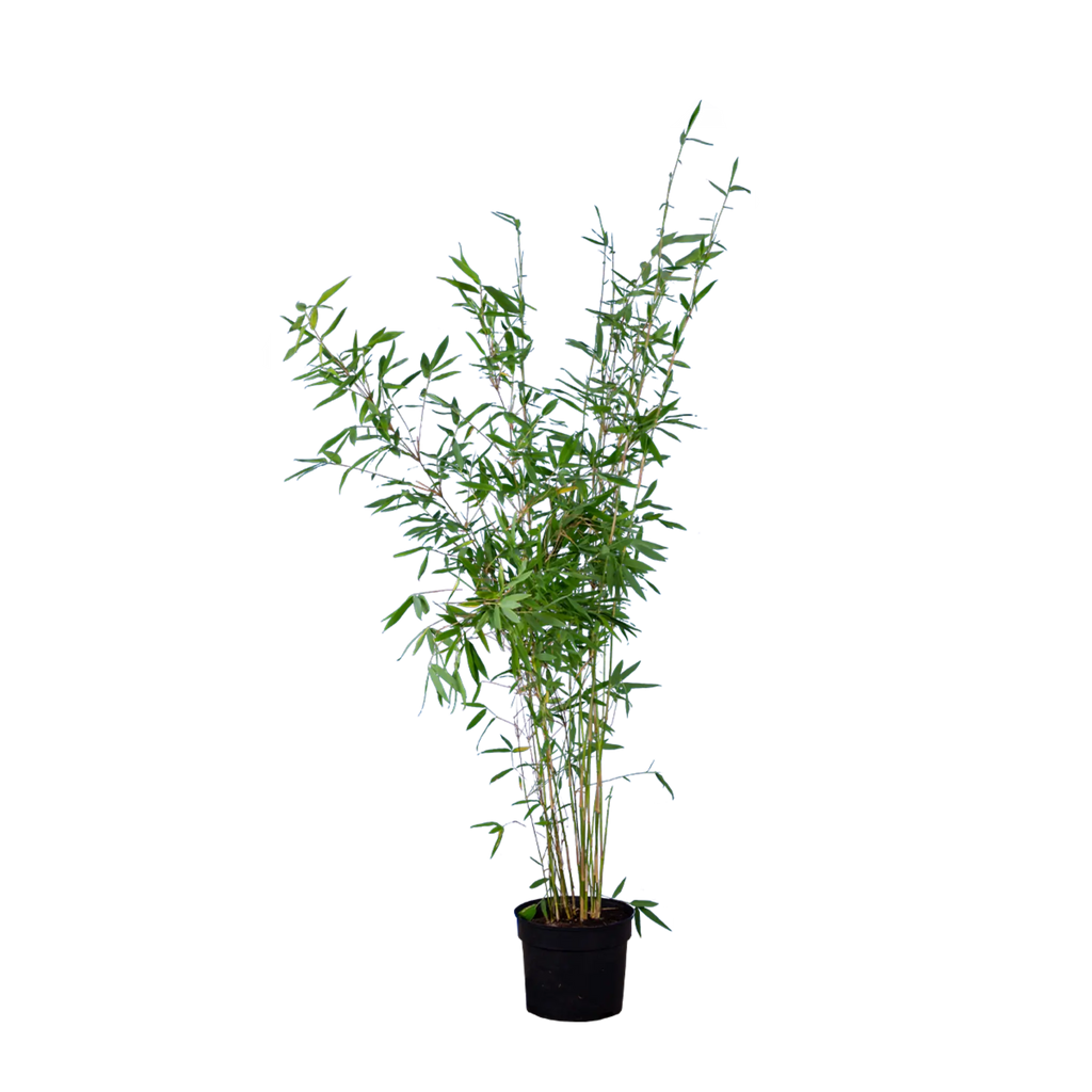 Bambus Great Wall (Fargesia nitida 'Great Wall') | 100-125 cm im Topf