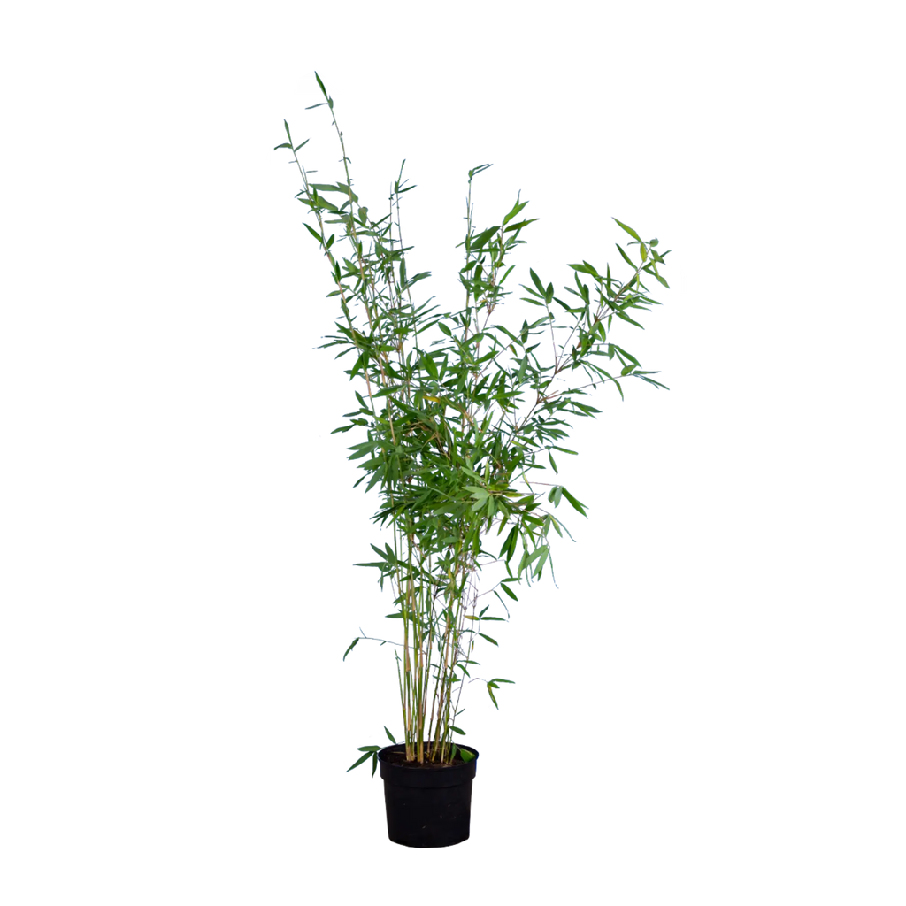 Bambus Winter Joy (Fargesia nitida 'Winter Joy') | 100-125 cm im Topf