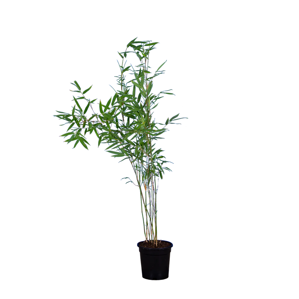 Bambus Winter Joy (Fargesia nitida 'Winter Joy') | 60-80 cm im Topf