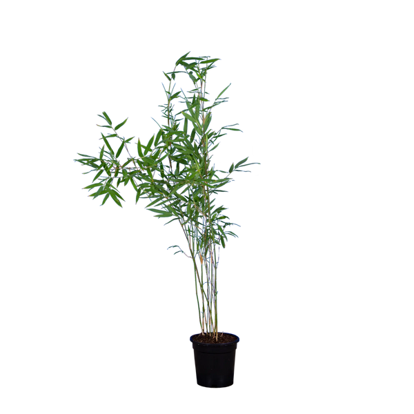 Bambus Winter Joy (Fargesia nitida 'Winter Joy') | 60-80 cm im Topf