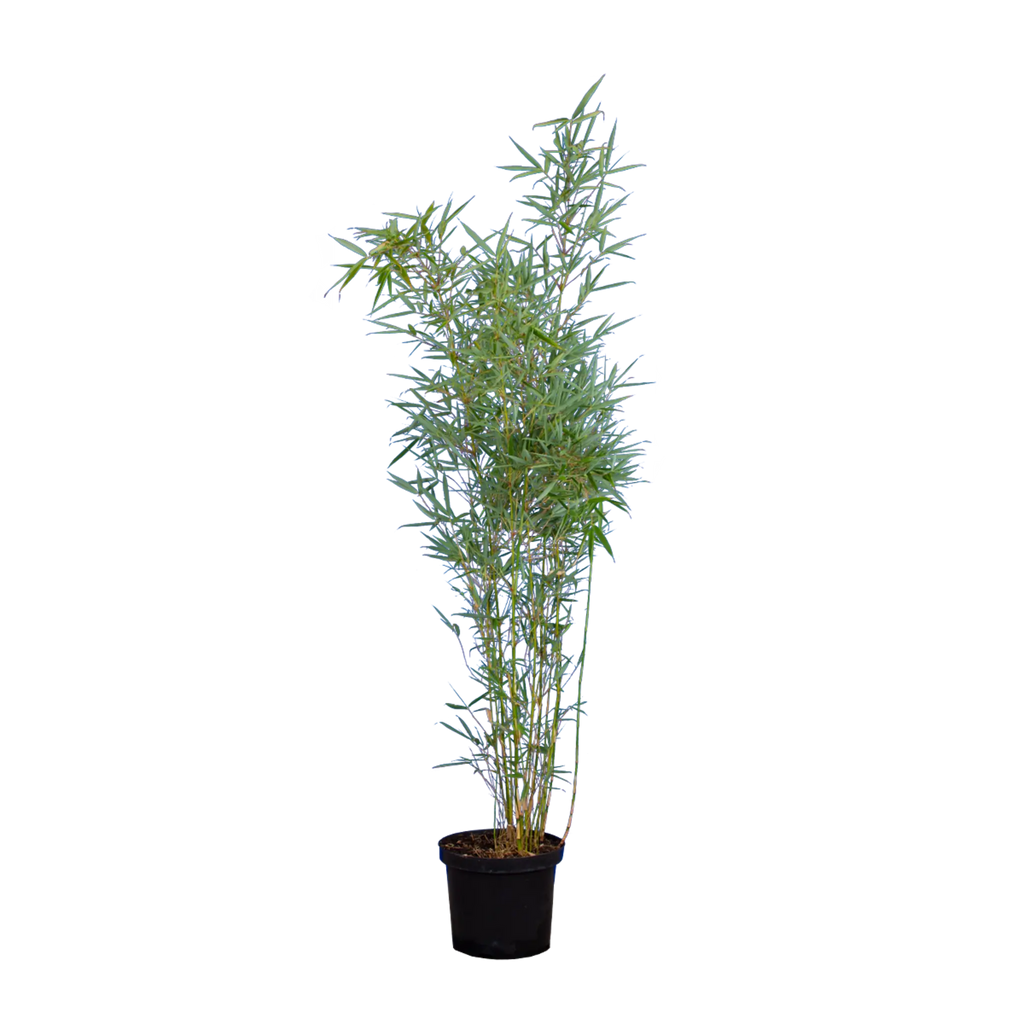 hedera plant Hedera Helix 'English Ivy' – Plant Studio LLC