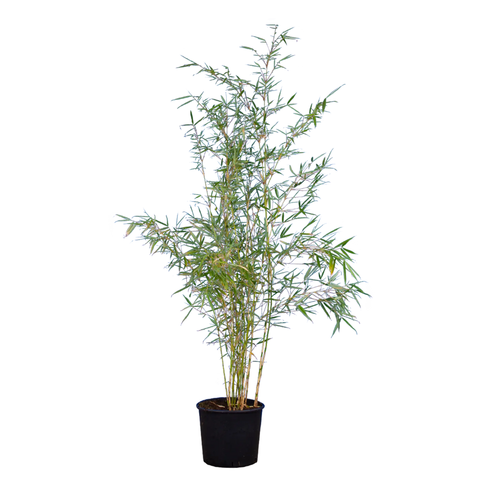 Bambus Campbell (Fargesia robusta 'Campbell') | 150-175 cm im Topf