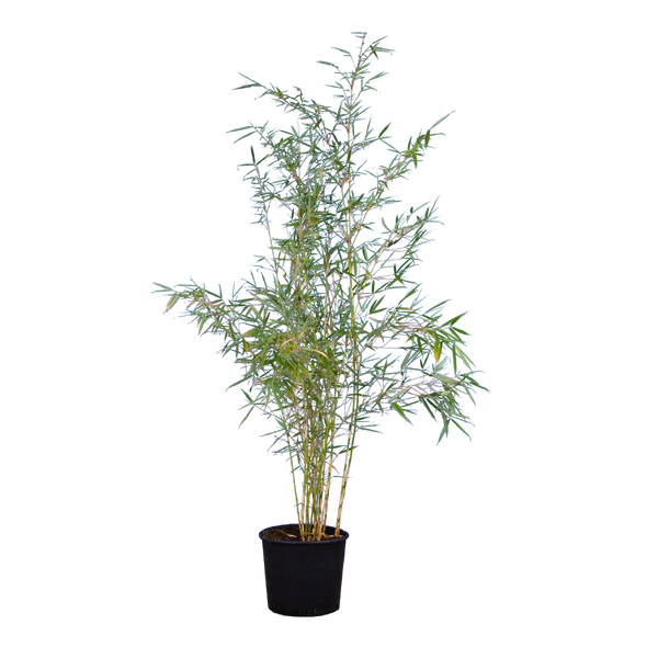 Bambus Campbell (Fargesia robusta 'Campbell') | 150-175 cm im Topf