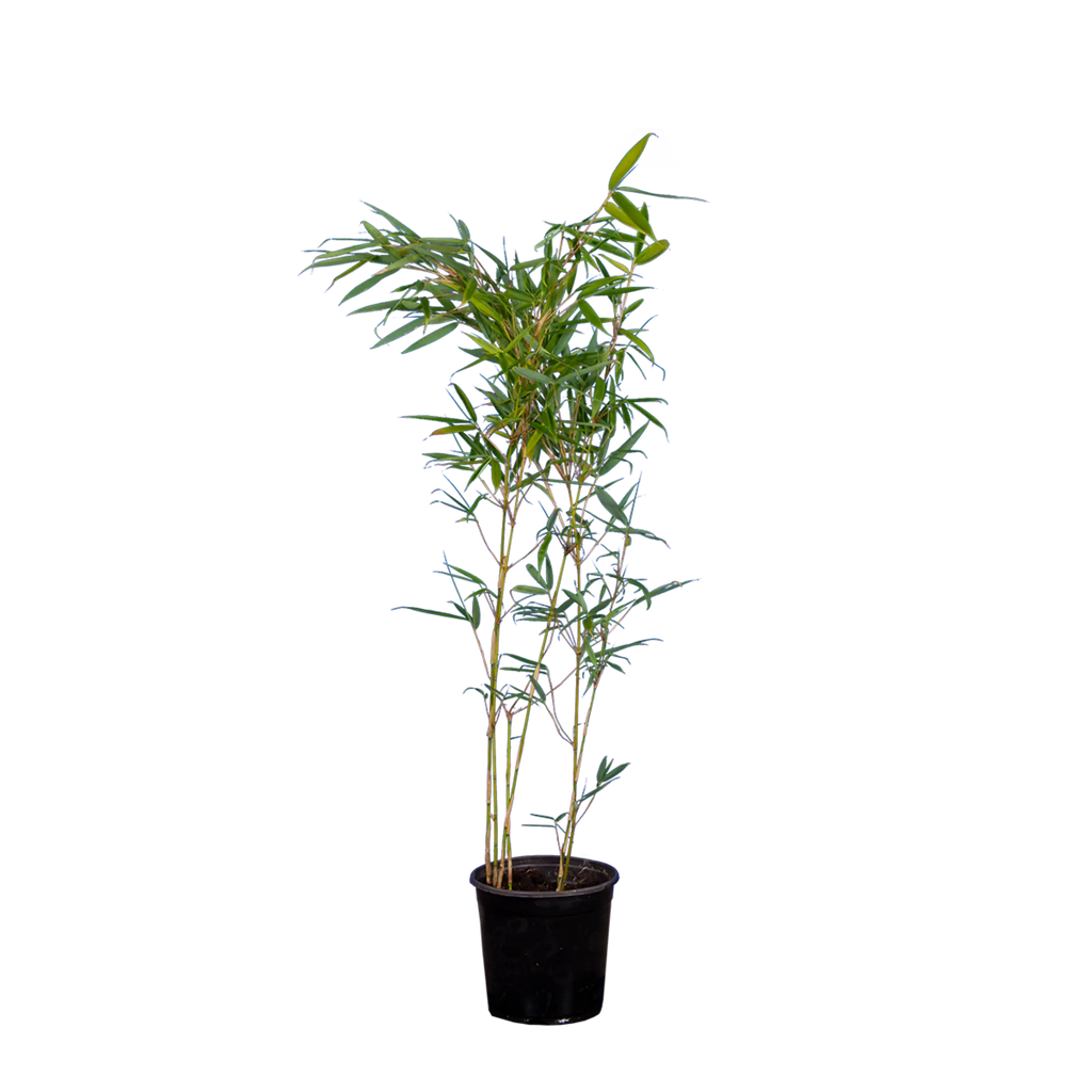 orange kaktus Grafted Cactus Orange – Collectors Online