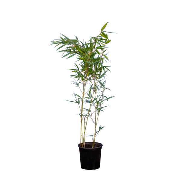 fargesia robusta campbell obi Bambus Campbell (Fargesia robusta 'Campbell') | 60-80 cm im Topf