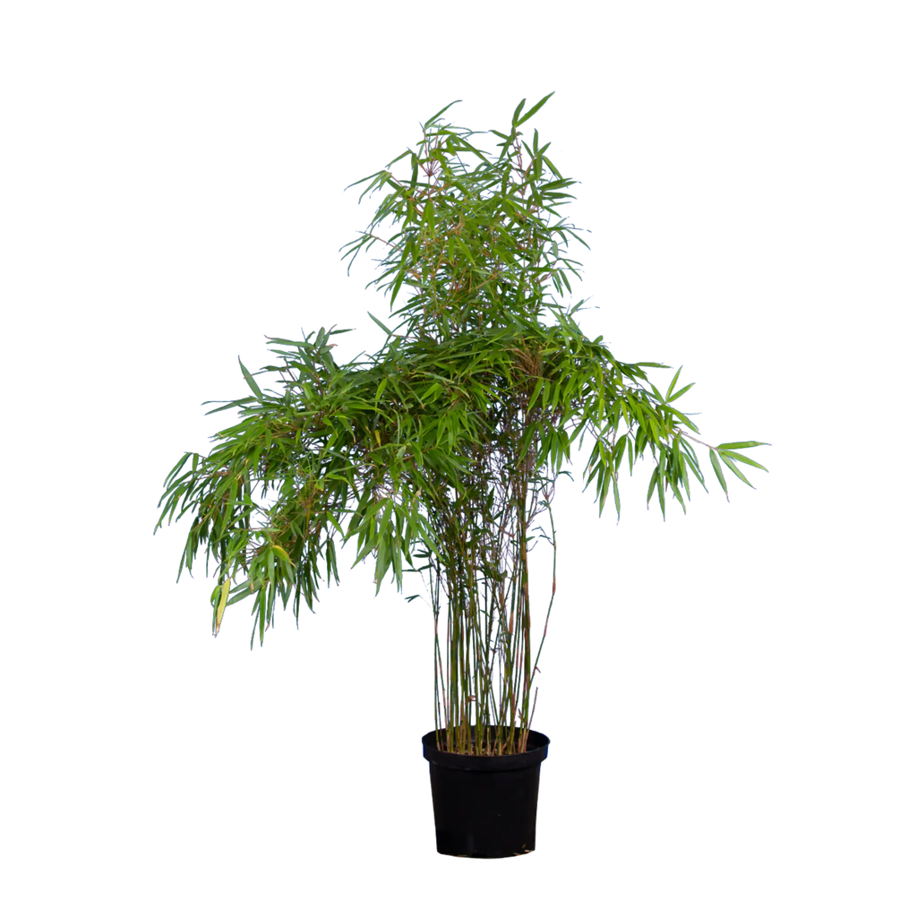 Bambus rufa (Fargesia rufa) | 125-150 cm im Topf