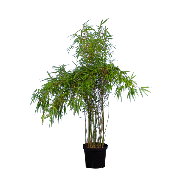 Bambus rufa (Fargesia rufa) | 125-150 cm im Topf