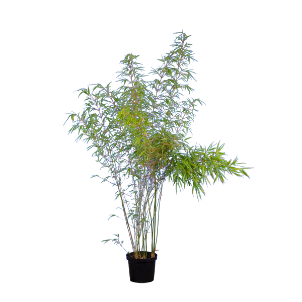 Bambus rufa (Fargesia rufa) | 150-175 cm im Topf
