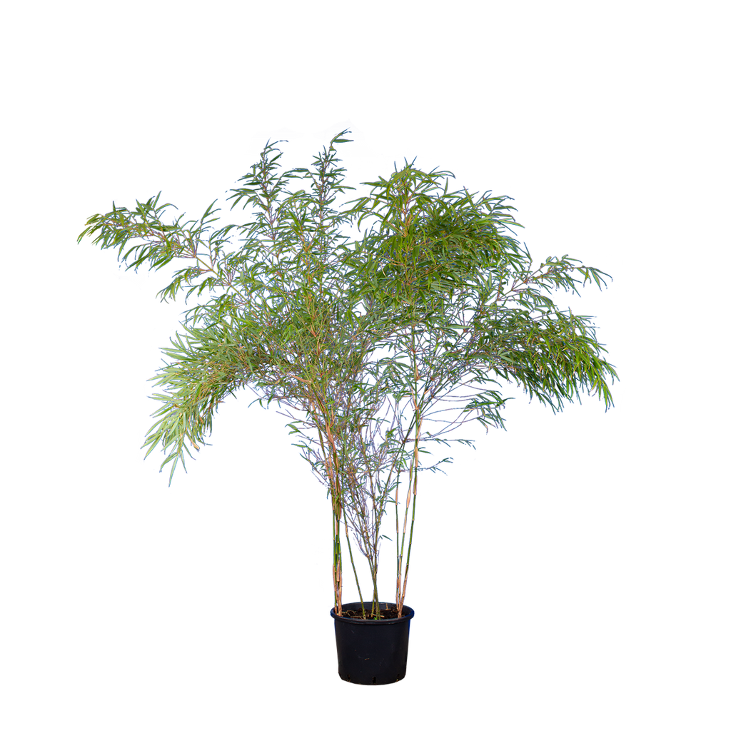 fargesia rufa breite Bambus rufa (Fargesia rufa) | 175-200 cm im Topf