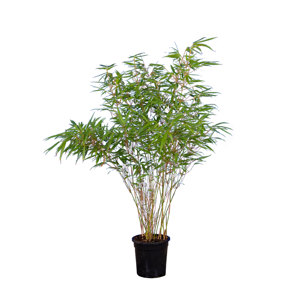 Bambus rufa (Fargesia rufa) | 80-100 cm im Topf