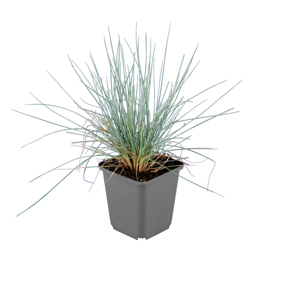 Blauschwingel 'Elijah Blue'