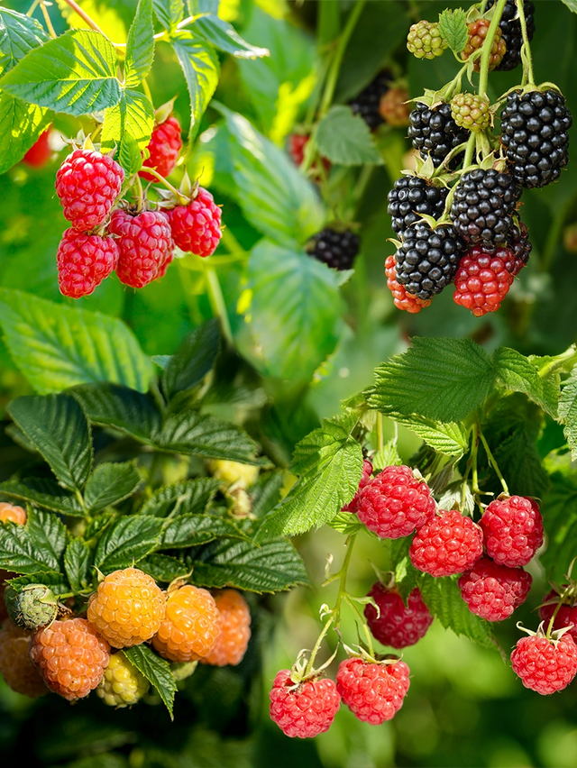 Gemischter Obstgarten Himbeeren Mix