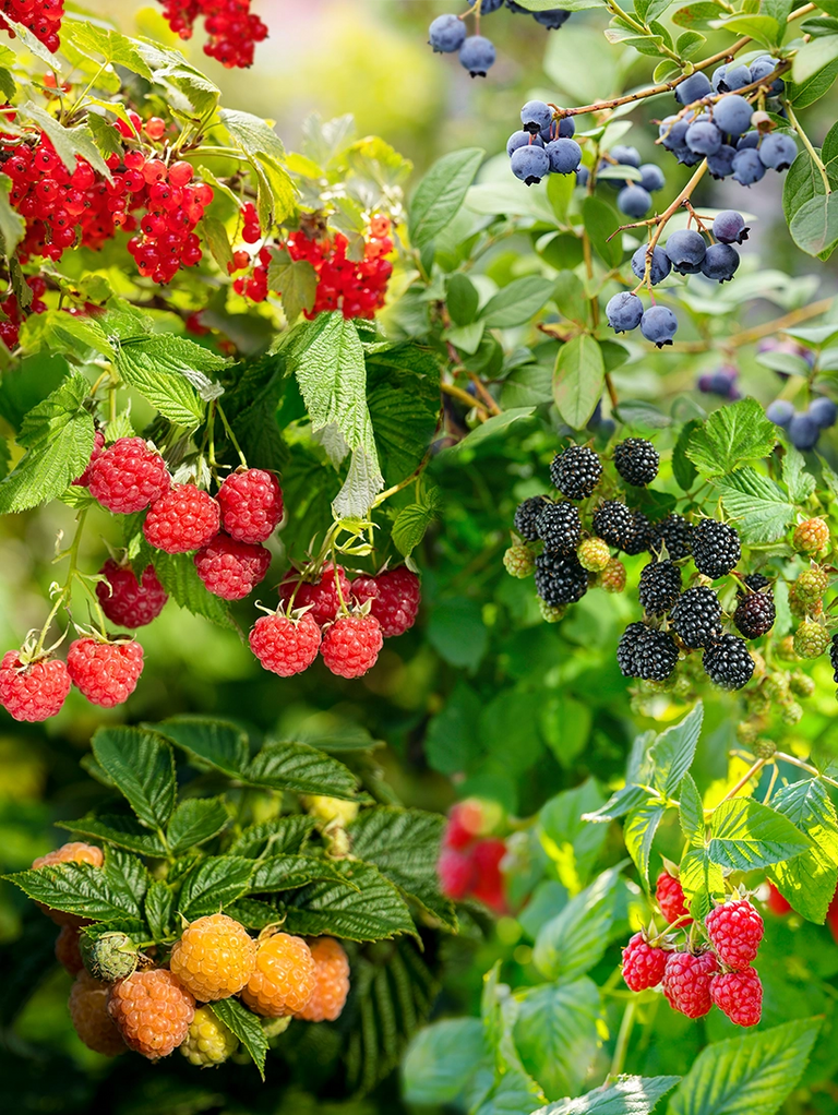 Obstgarten für Kinder