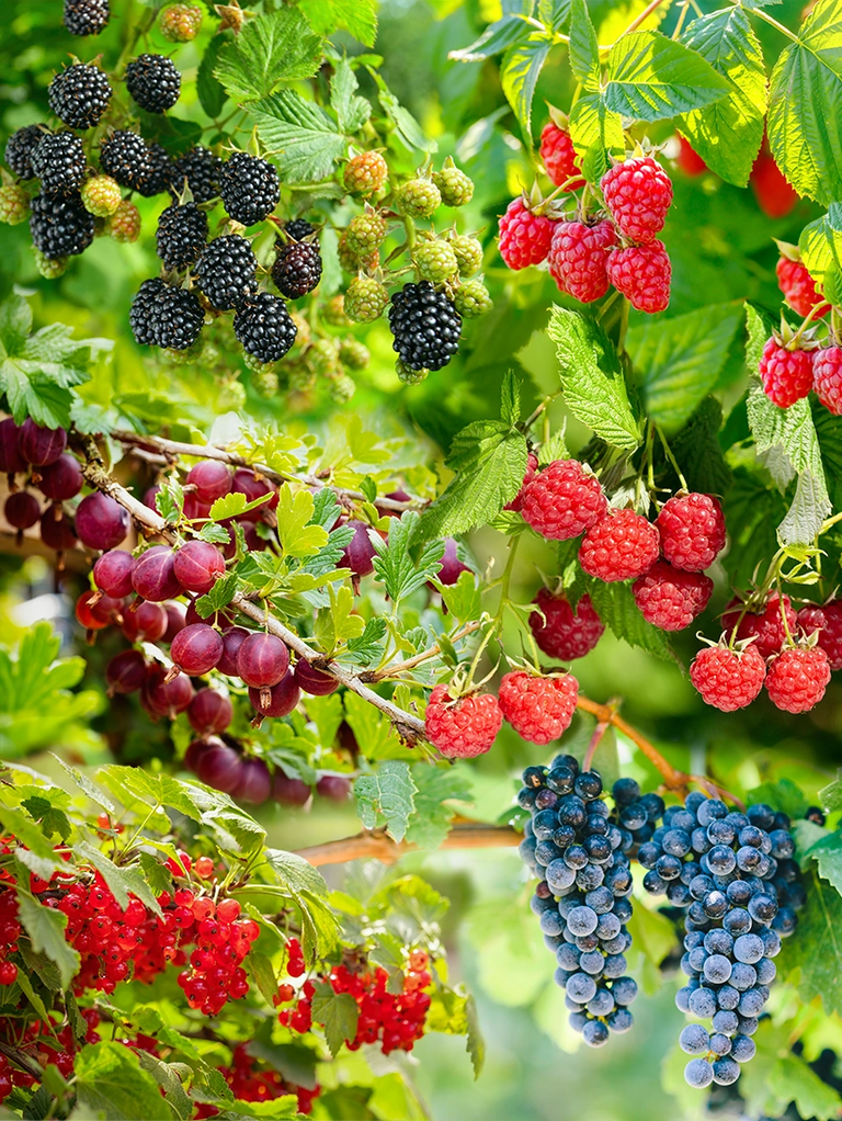 Gemischter Obstgarten für große Gärten