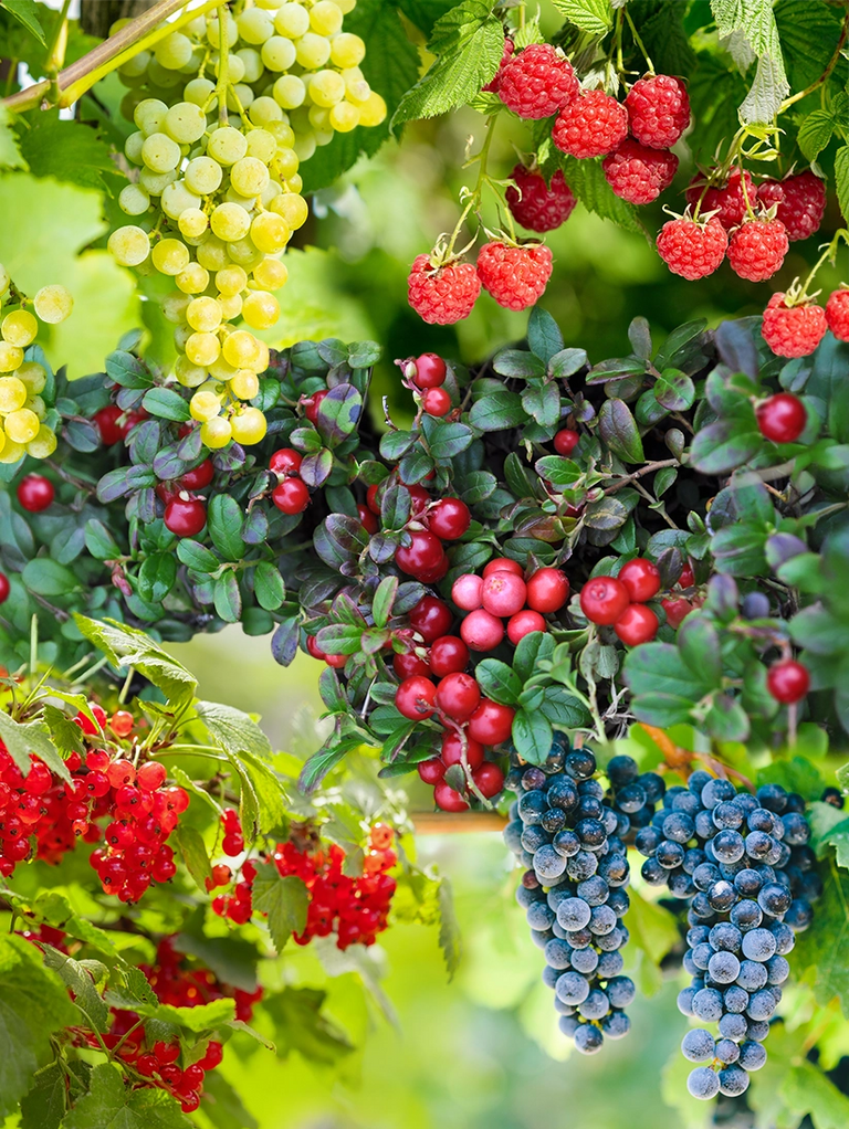 Gemischter Obstgarten für kleine Gärten