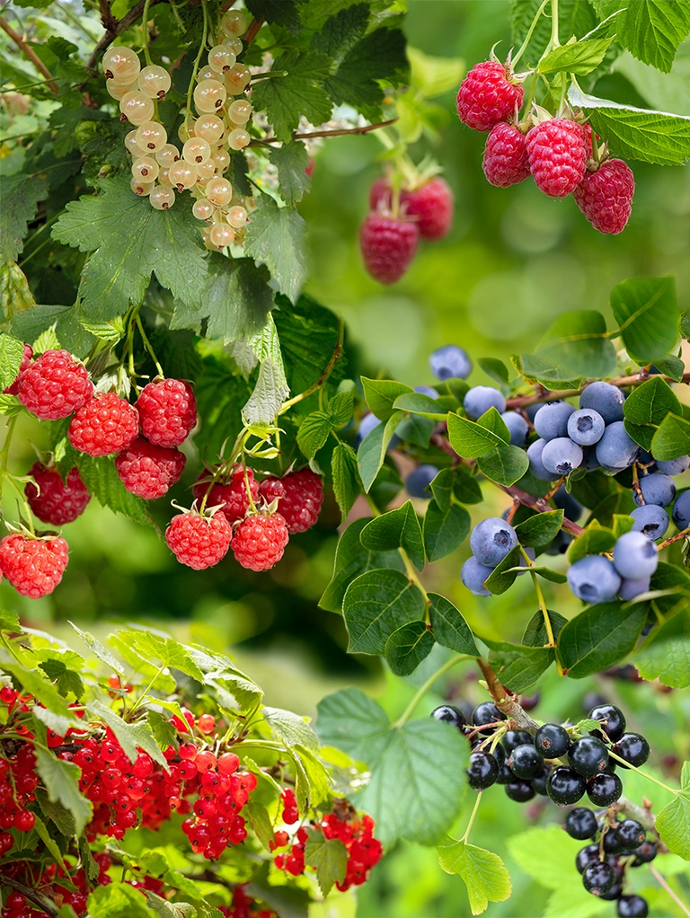 Gemischte Obsthecke (2 - 3 LfdM)