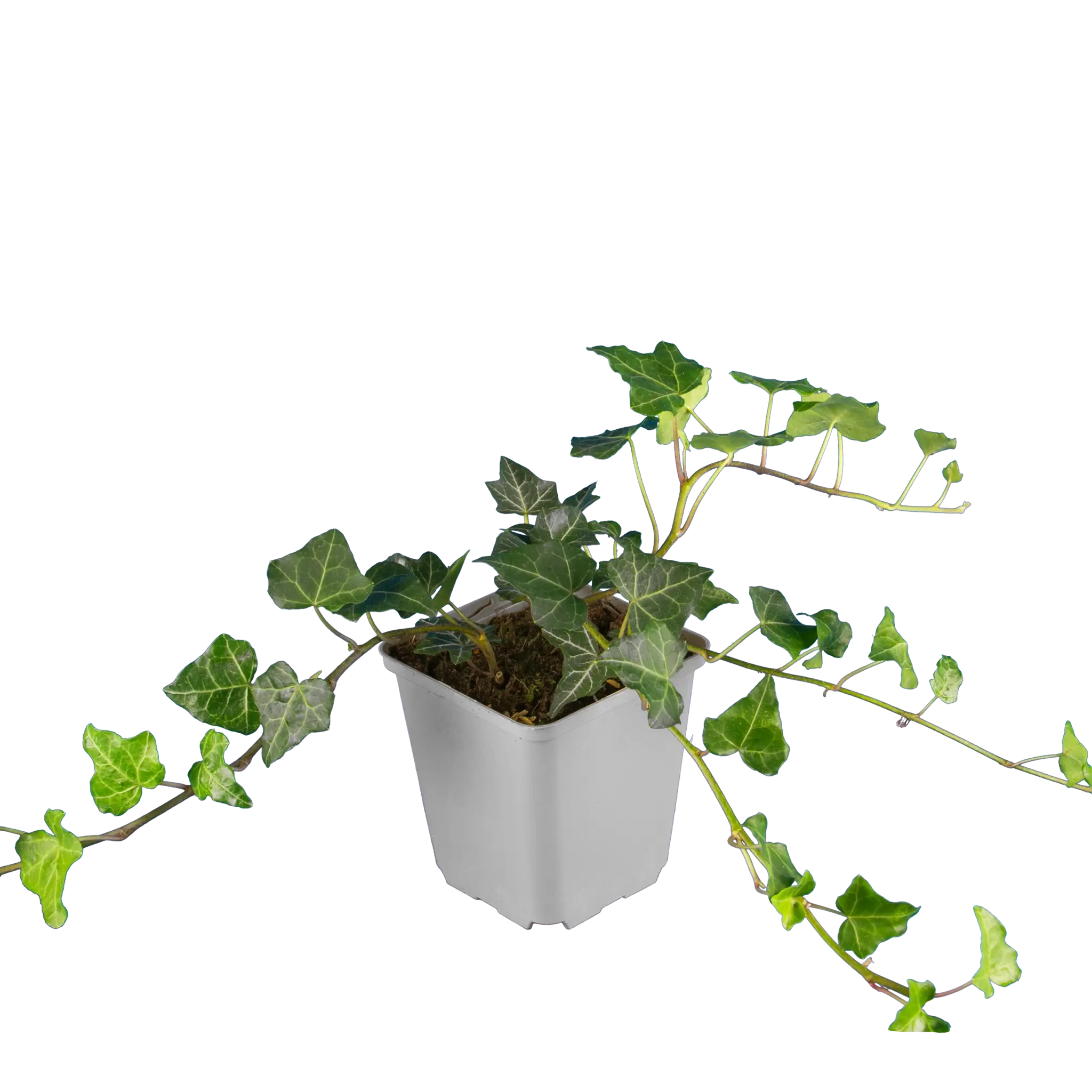 efeu bodendecker winterhart Gemeiner Efeu (Hedera helix) als Bodendecker kaufen