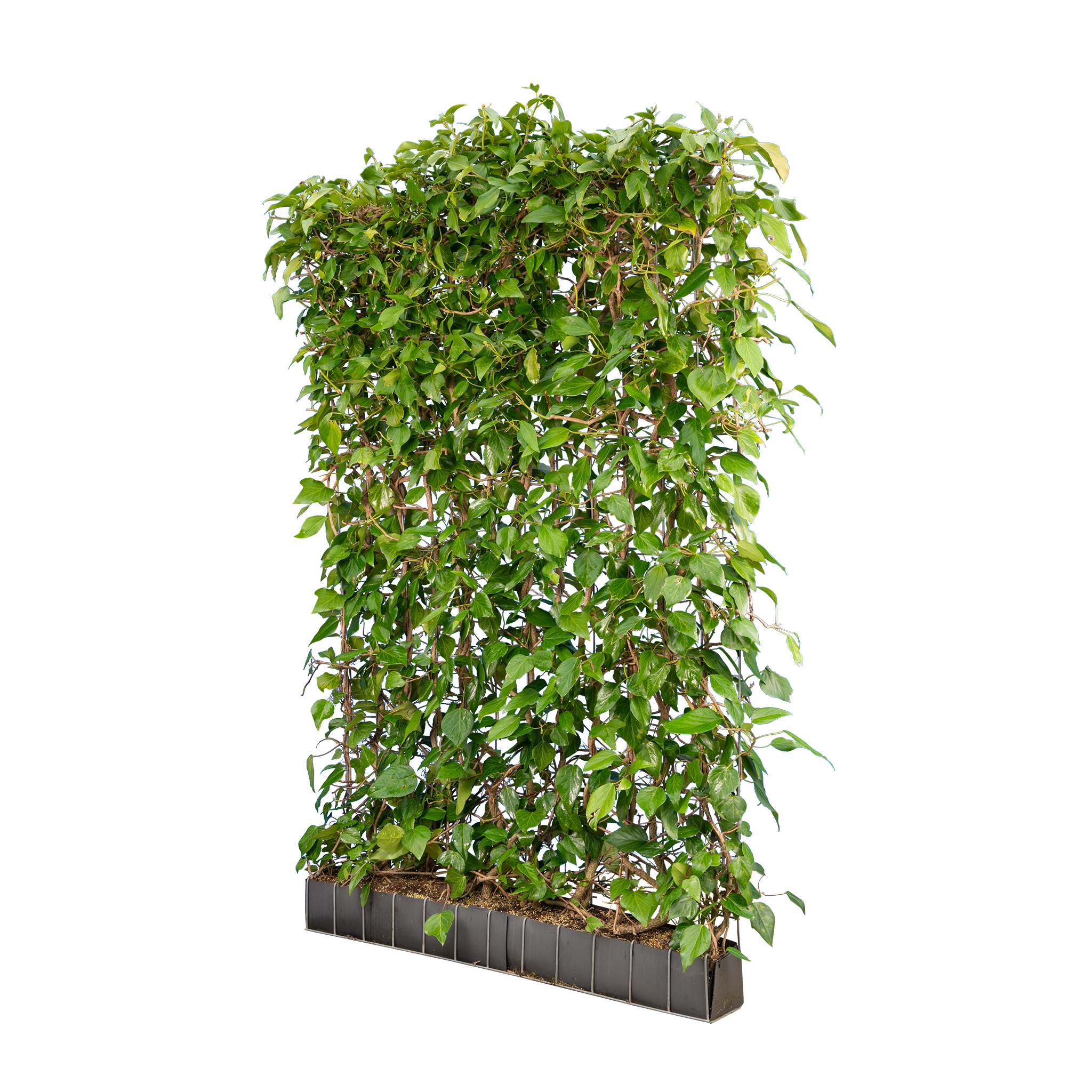 Kaukasischen Efeu (Hedera colchica) | 180 cm Fertighecke