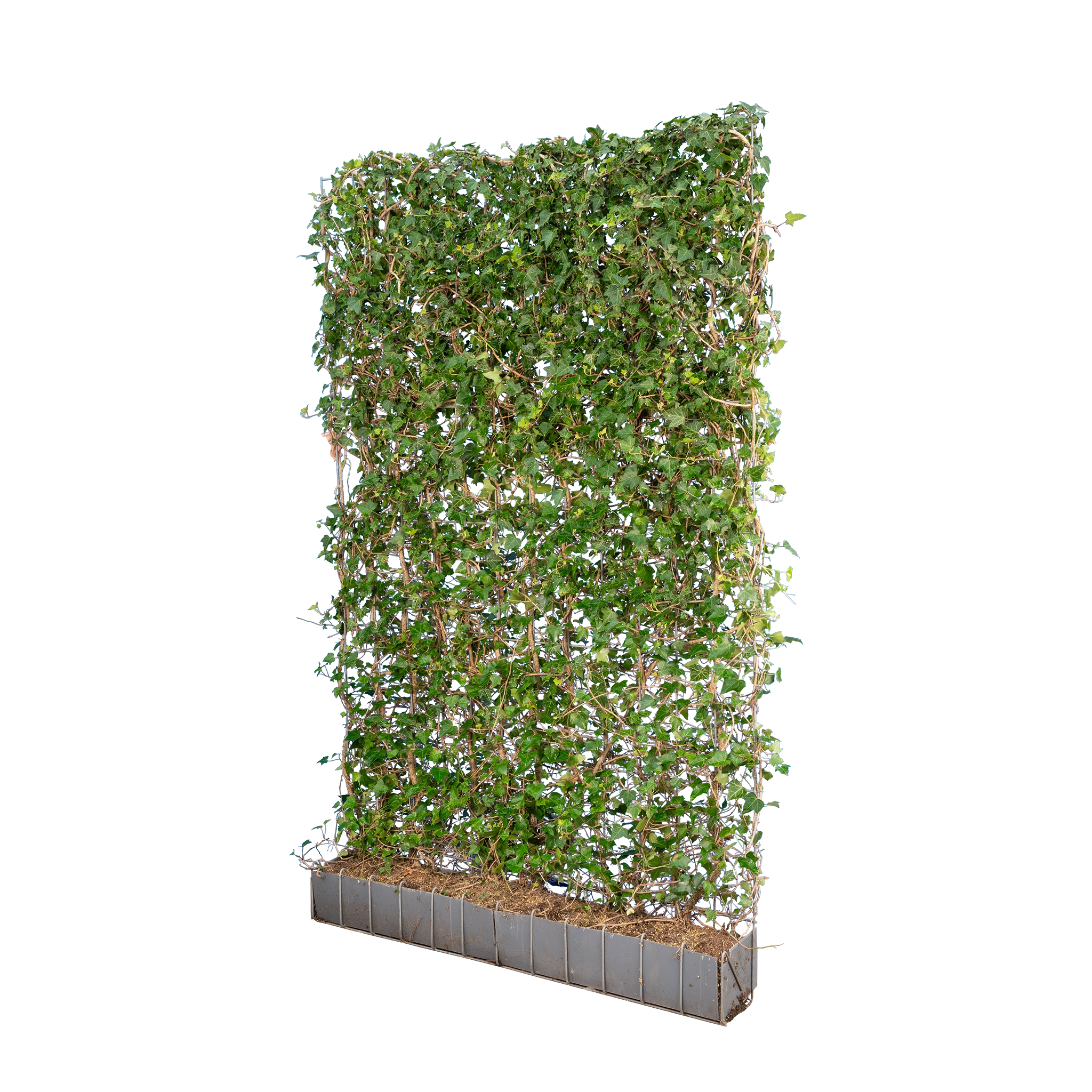 Gemeiner Efeu Fertighecke (Hedera helix) | 180 cm Fix-und-Fertig