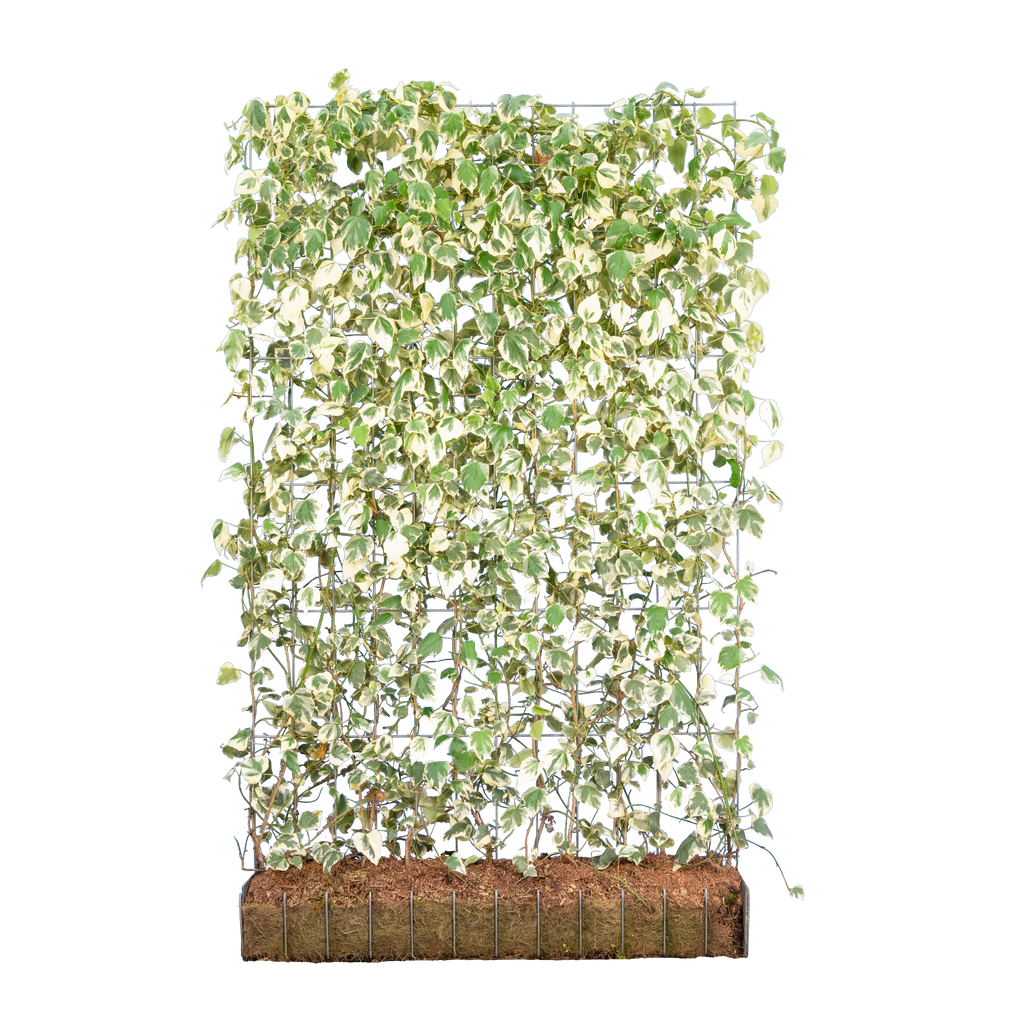 Kaukasischer Efeu (Hedera colchica 'Dentata Variegata') | Fertighecke 180  cm