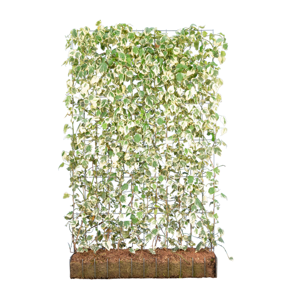 hedera colchica variegata Kaukasischer Efeu (Hedera colchica 'Dentata Variegata') | Fertighecke 180  cm