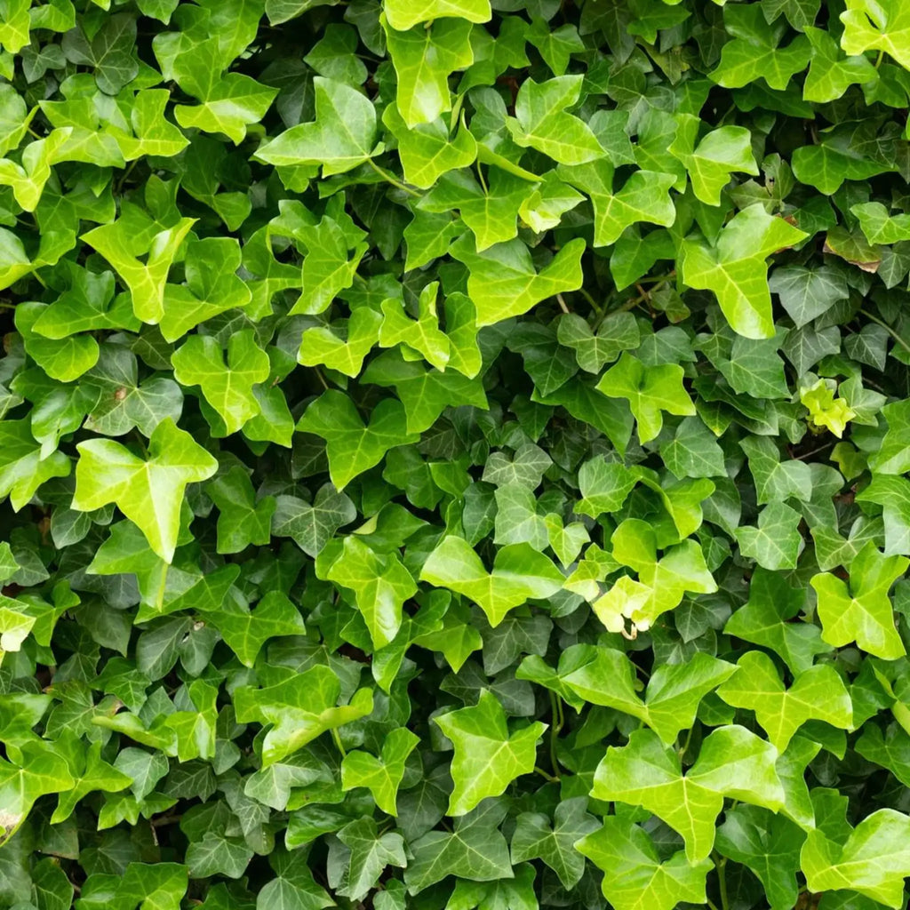 Gemeiner Efeu (Hedera helix) als Bodendecker kaufen
