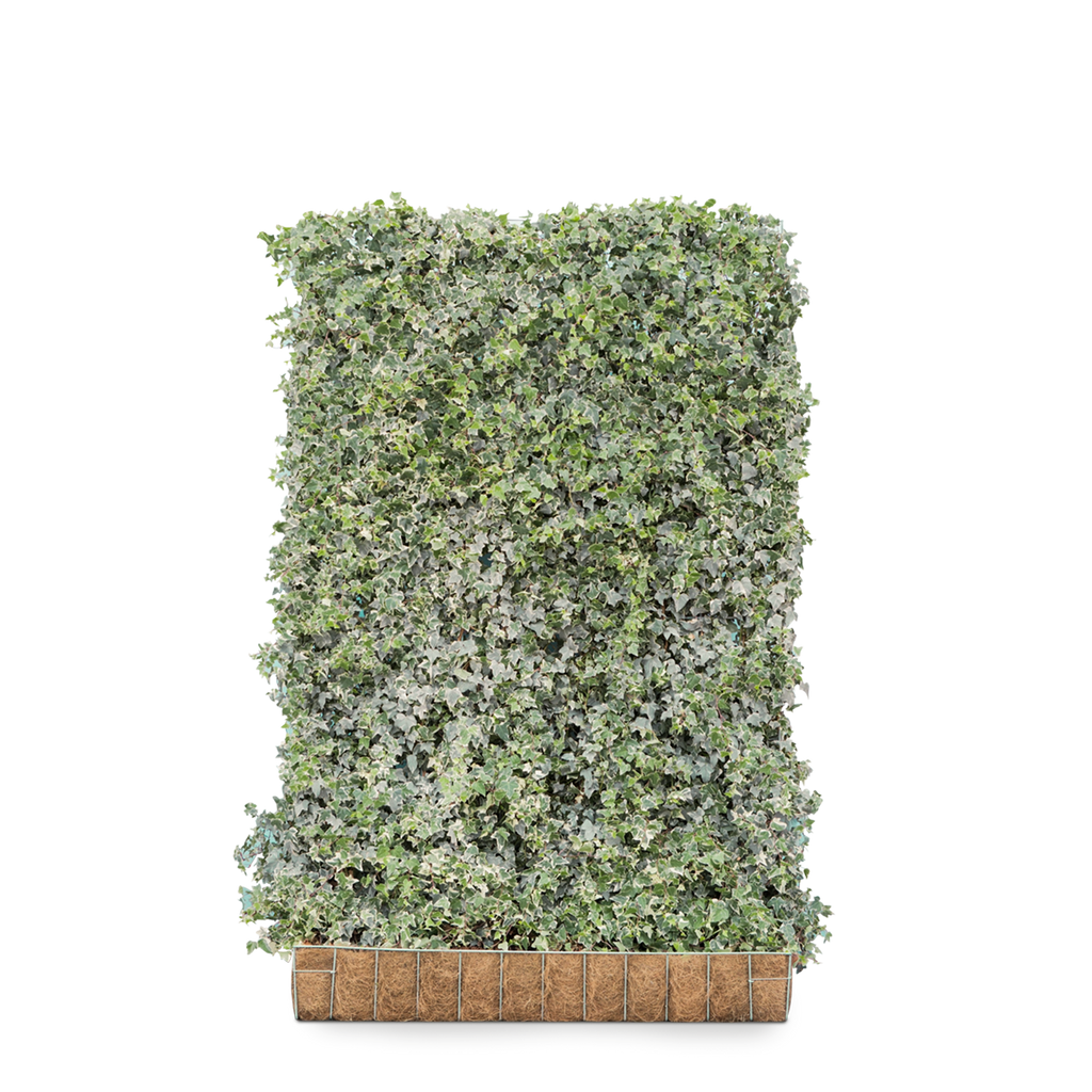Gemeiner Efeu Glacier (Hedera helix 'Glacier') | 180 cm Fertighecke |  Garmundo