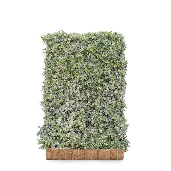 Gemeiner Efeu Glacier (Hedera helix 'Glacier') | 180 cm Fertighecke