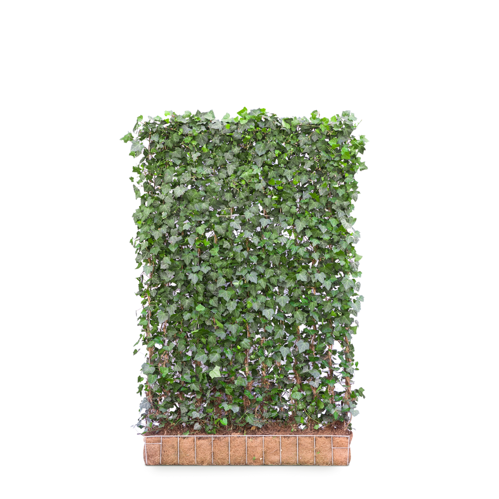 Gemeiner Efeu Woerner (Hedera helix 'Woerner') | Mobilane Fertighecke | 180  cm