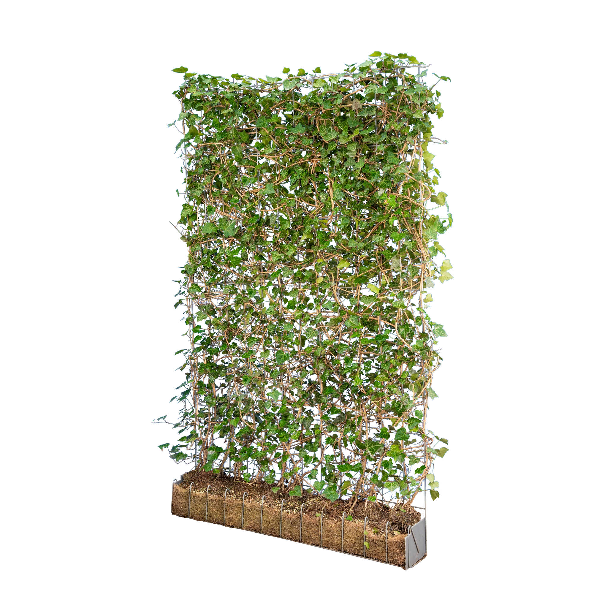 Gemeiner Efeu Woerner (Hedera helix 'Woerner') | Fertighecke