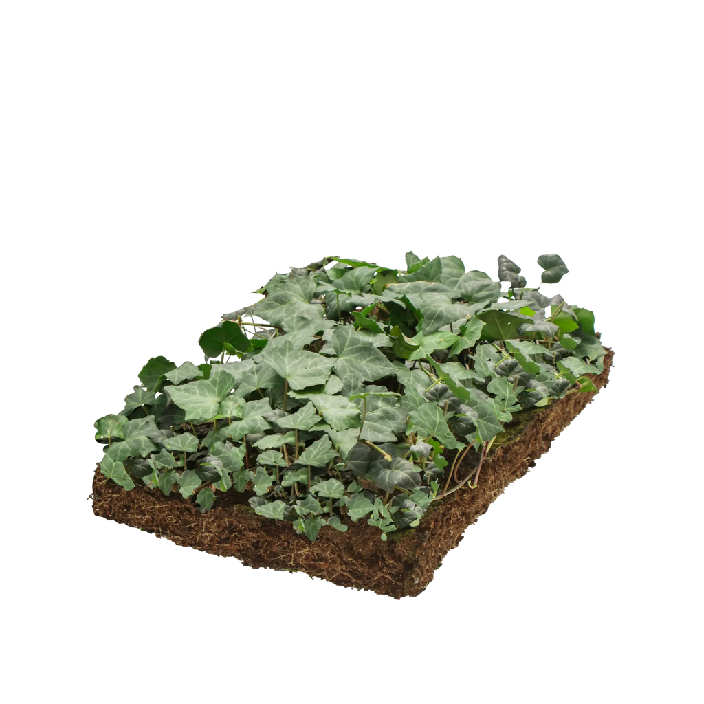 Gemeiner Efeu Bodendeckermatte (Hedera helix 'Woerner')