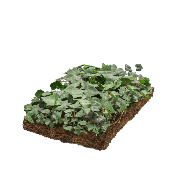 Gemeiner Efeu Bodendeckermatte (Hedera helix 'Woerner')