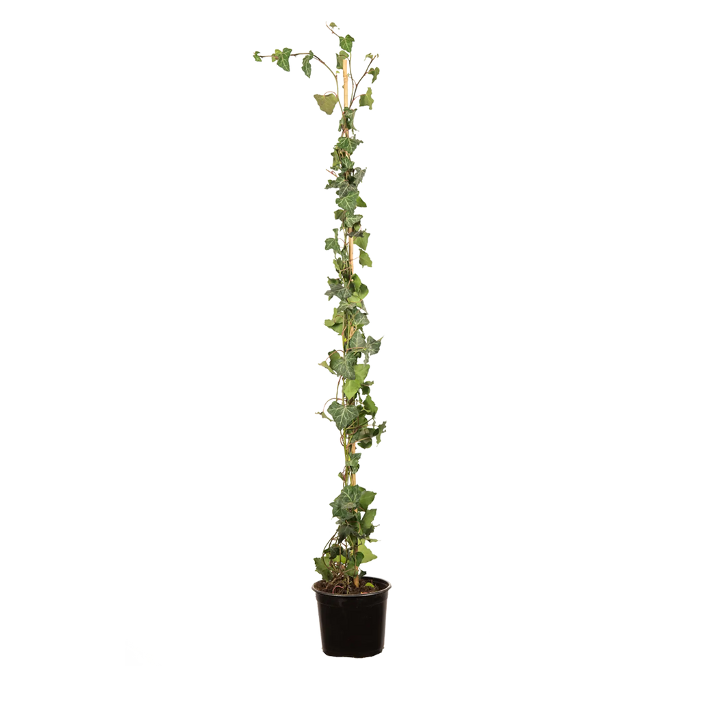 Gemeiner Efeu (Hedera helix) | 100-125 cm im Topf