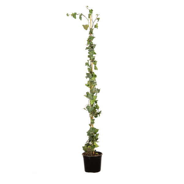 Gemeiner Efeu (Hedera helix) | 100-125 cm im Topf