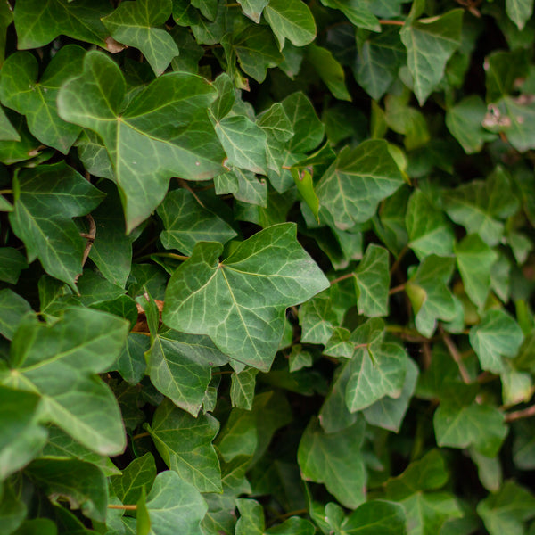 efeu als bodendecker nachteile Großblättriger Efeu (Hedera hibernica) bodendecker