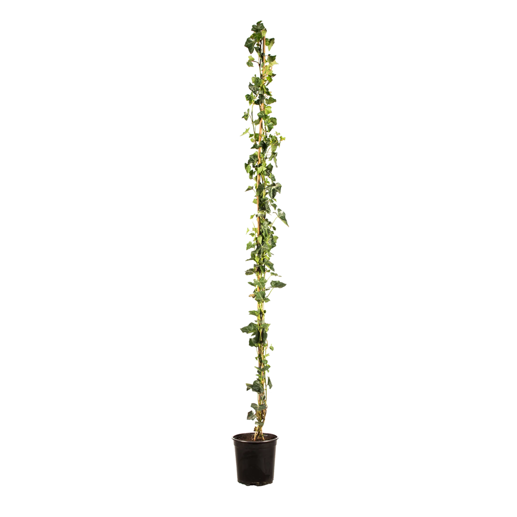 Großblättriger Efeu (Hedera hibernica) | 125-150 cm im Topf